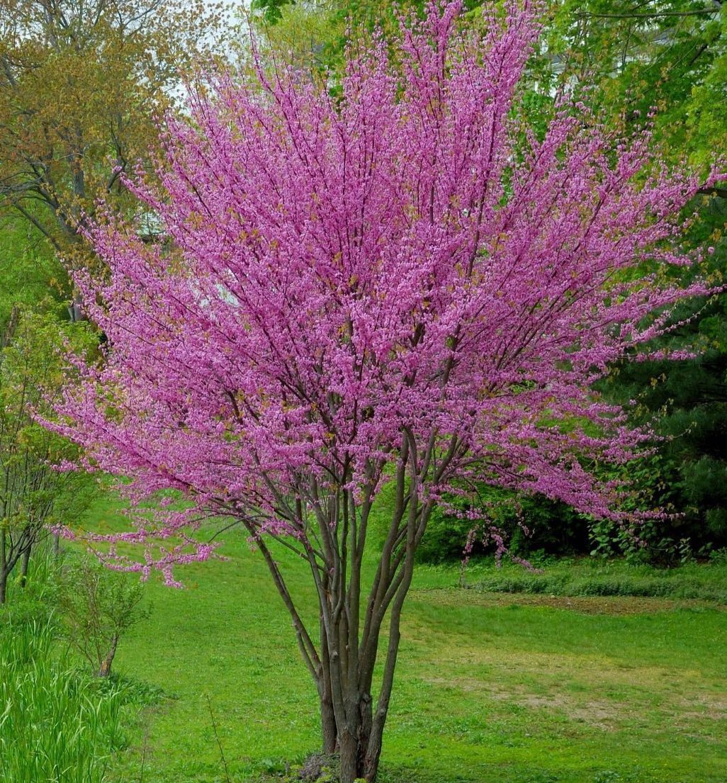 Церцис канадський