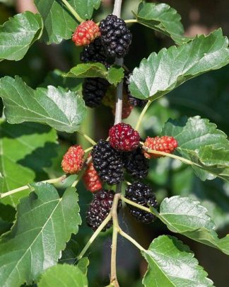 Шовковиця «Плакуча»