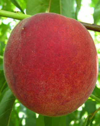 Флемін Ф’юрі ПФ 5Б (раннього терміну)