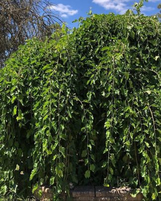 Шовковиця 'Плакуча'