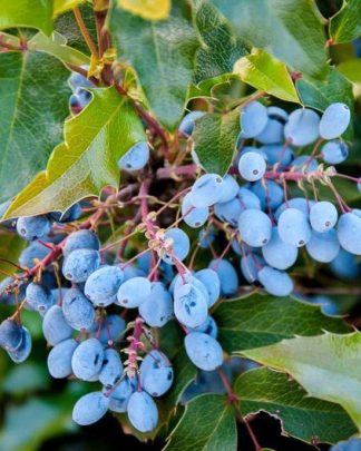 Маґонія падуболиста