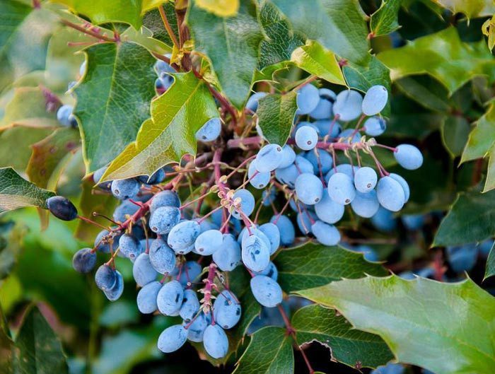 Маґонія падуболиста