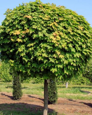 Клен гостролистий 'Глобозум' (на штамбі)