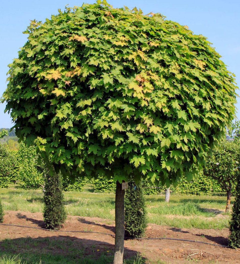 Клен гостролистий 'Глобозум' (на штамбі)