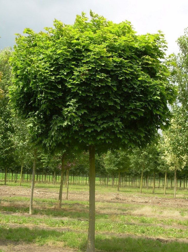 Клен гостролистий 'Глобозум' (на штамбі) - Зображення 2