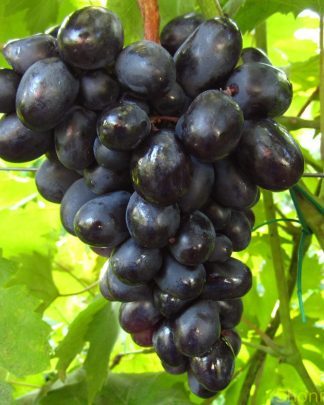 Краса Балок