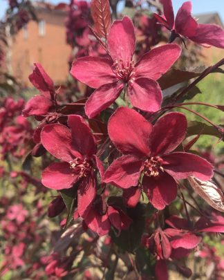 Райські яблуні