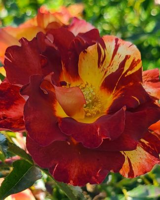 Тауні Тайгер