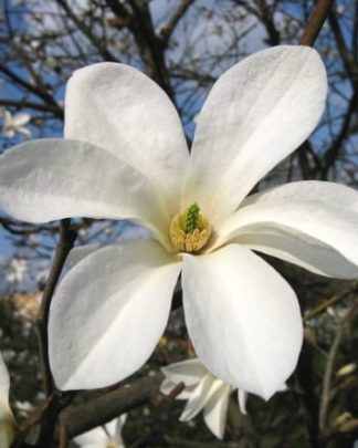 Магнолія Кобус