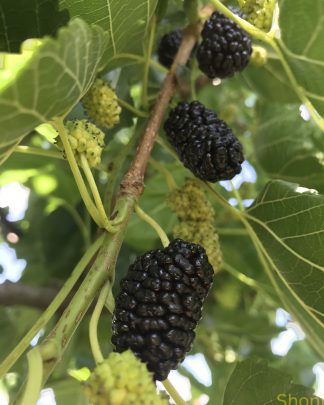 Хотівська (чорноплідна)