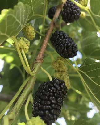 Хотівська (чорноплідна)