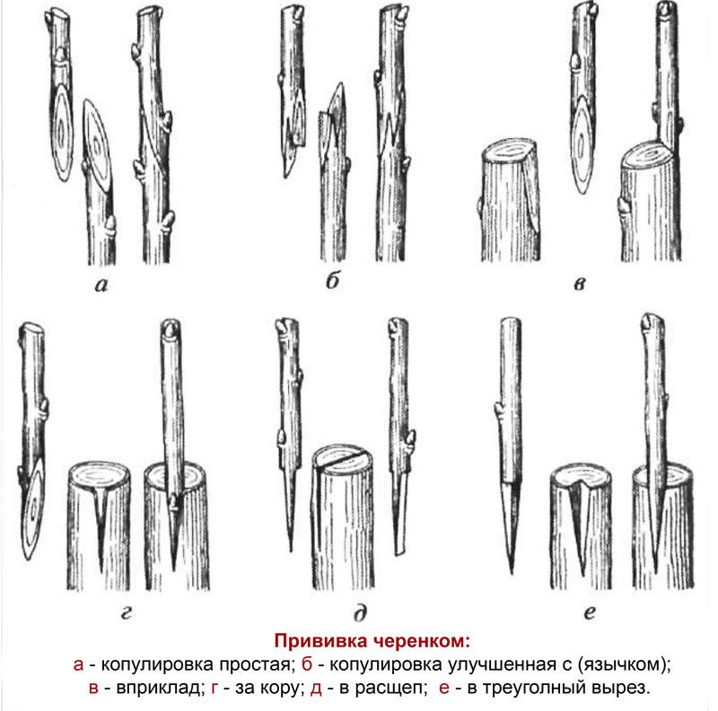 Виды прививок. Улучшенная копулировка плодовых деревьев. Прививка подвой привой. Типы прививки растений окулировка. Прививка плодовых деревьев копулировка.