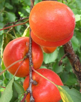 Пріція (раннього терміну)