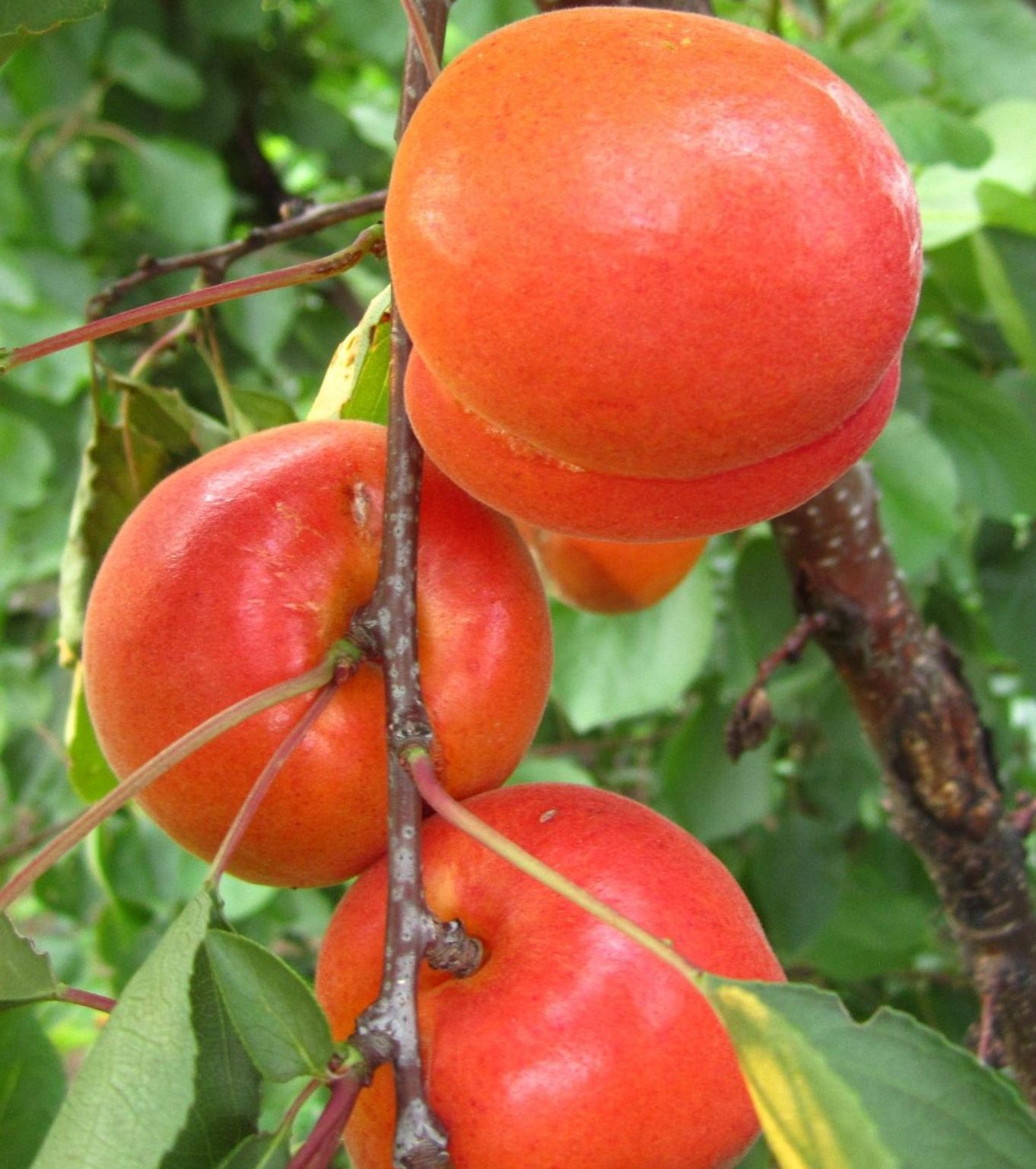 Пріція (раннього терміну)