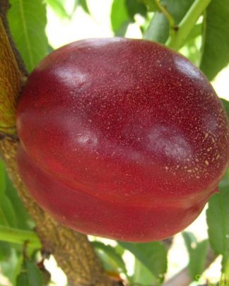 Алітоп (середнього терміну)