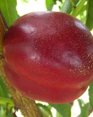 Алітоп (середнього терміну)