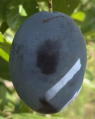 Фіделіа (пізнього терміну)