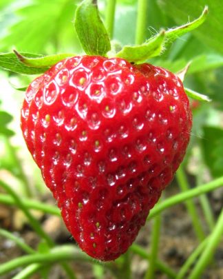 Нейтрального світлового дня (НCД)