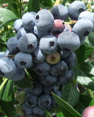 Бонус (середній, крупноплідний)