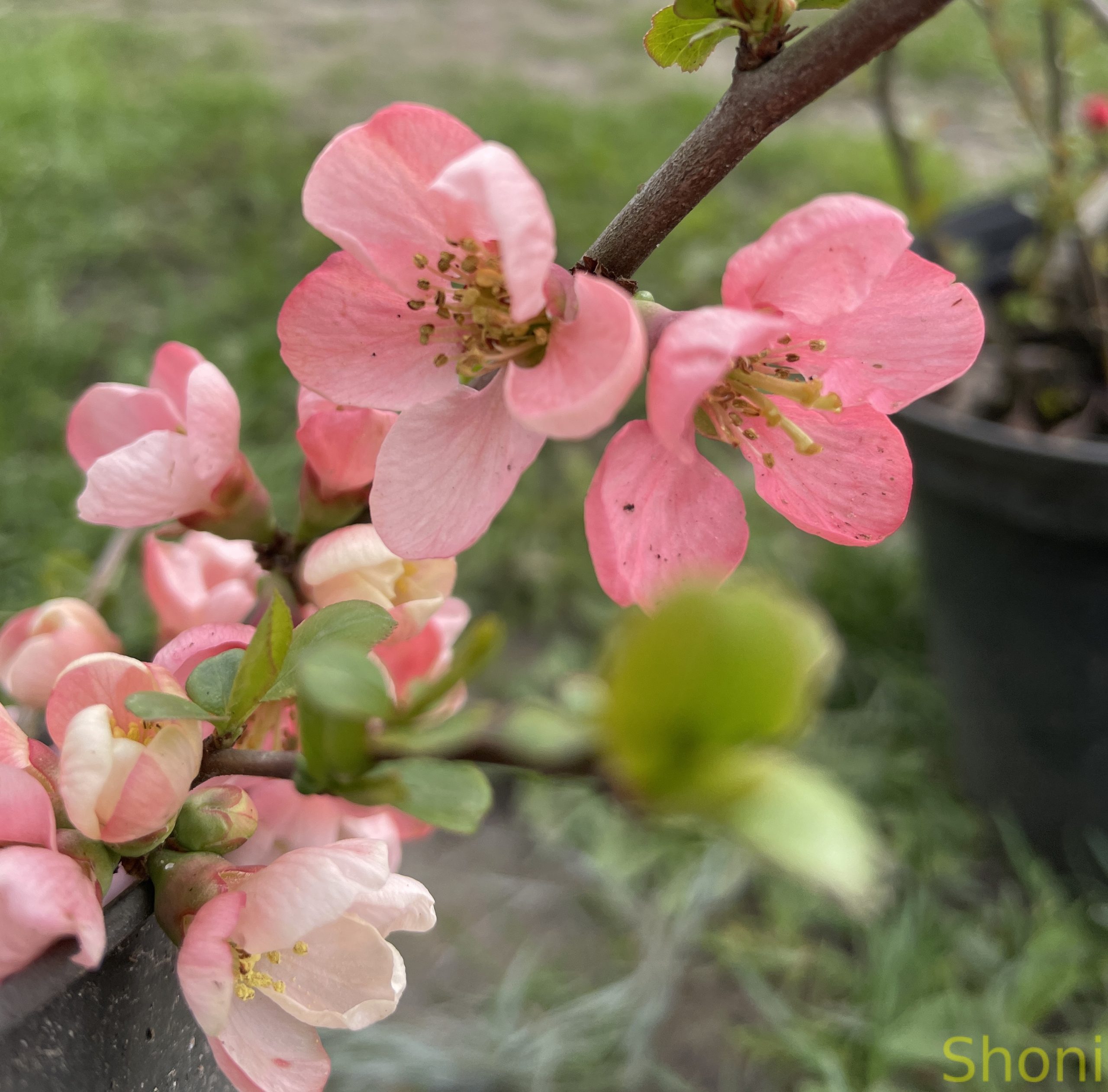 Хеномелес чудовий 'Пінк Леді' - Зображення 3