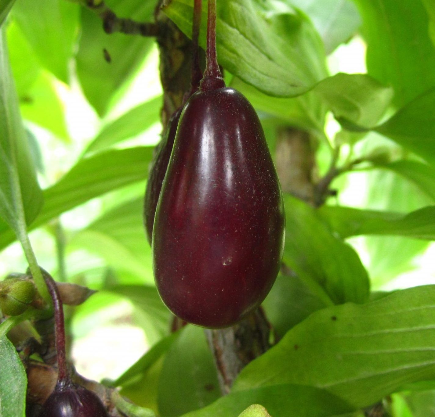 Кизил багатосортовий «Елегантний» (+«Кораловий Марка»)