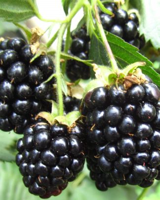 Хевен Кен Вейт