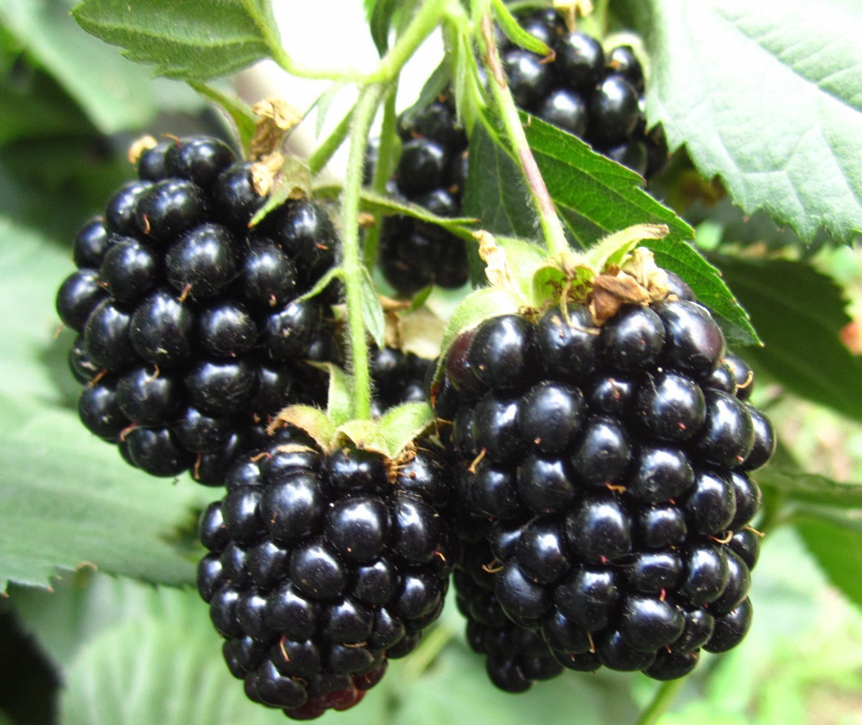 Хевен Кен Вейт