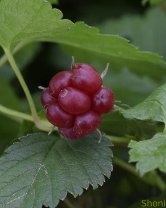 Княженіка «Анна»