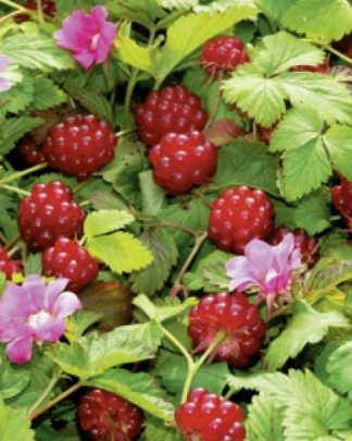 Княженіка «Беата»