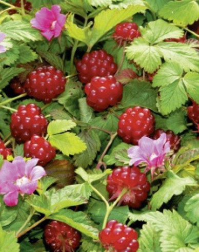 Княженіка «Беата»