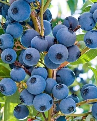 Дарроу (пізній, крупноплідний)