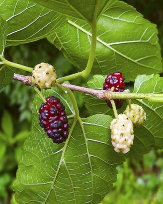 Шовковиця 'Крупнолиста'