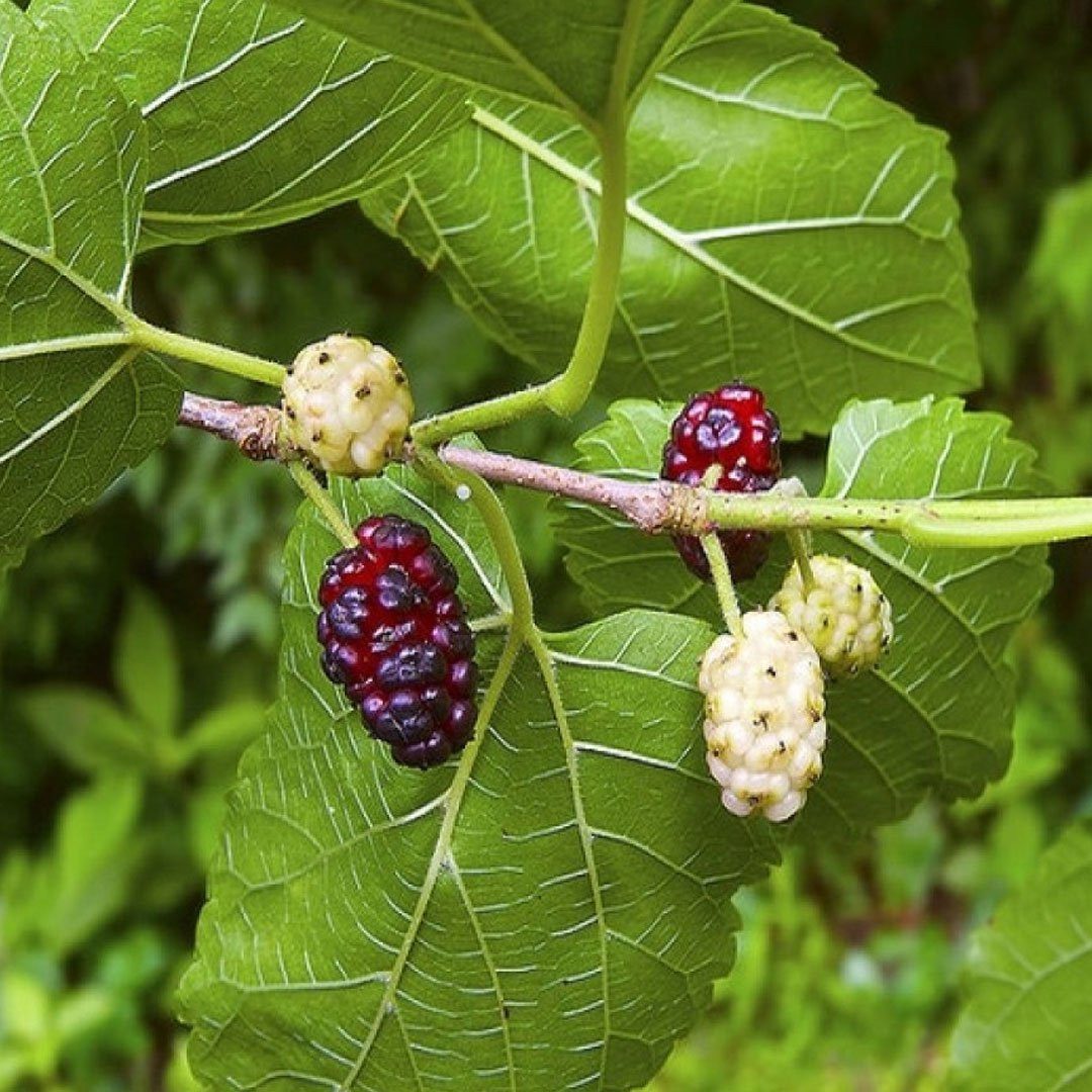 Шовковиця 'Крупнолиста'