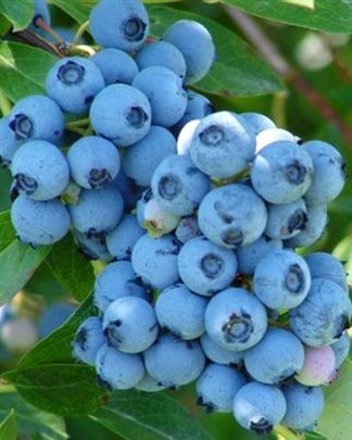 Нельсон (середній, врожайний)