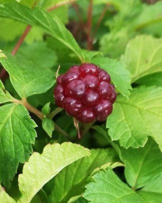 Княженіка «Софія»