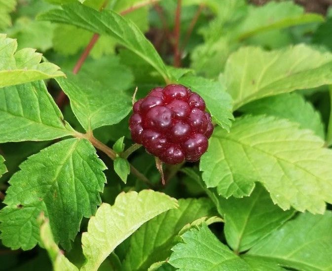 Княженіка «Софія»