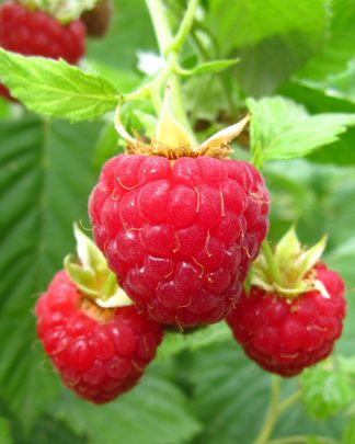 Малина та ожина