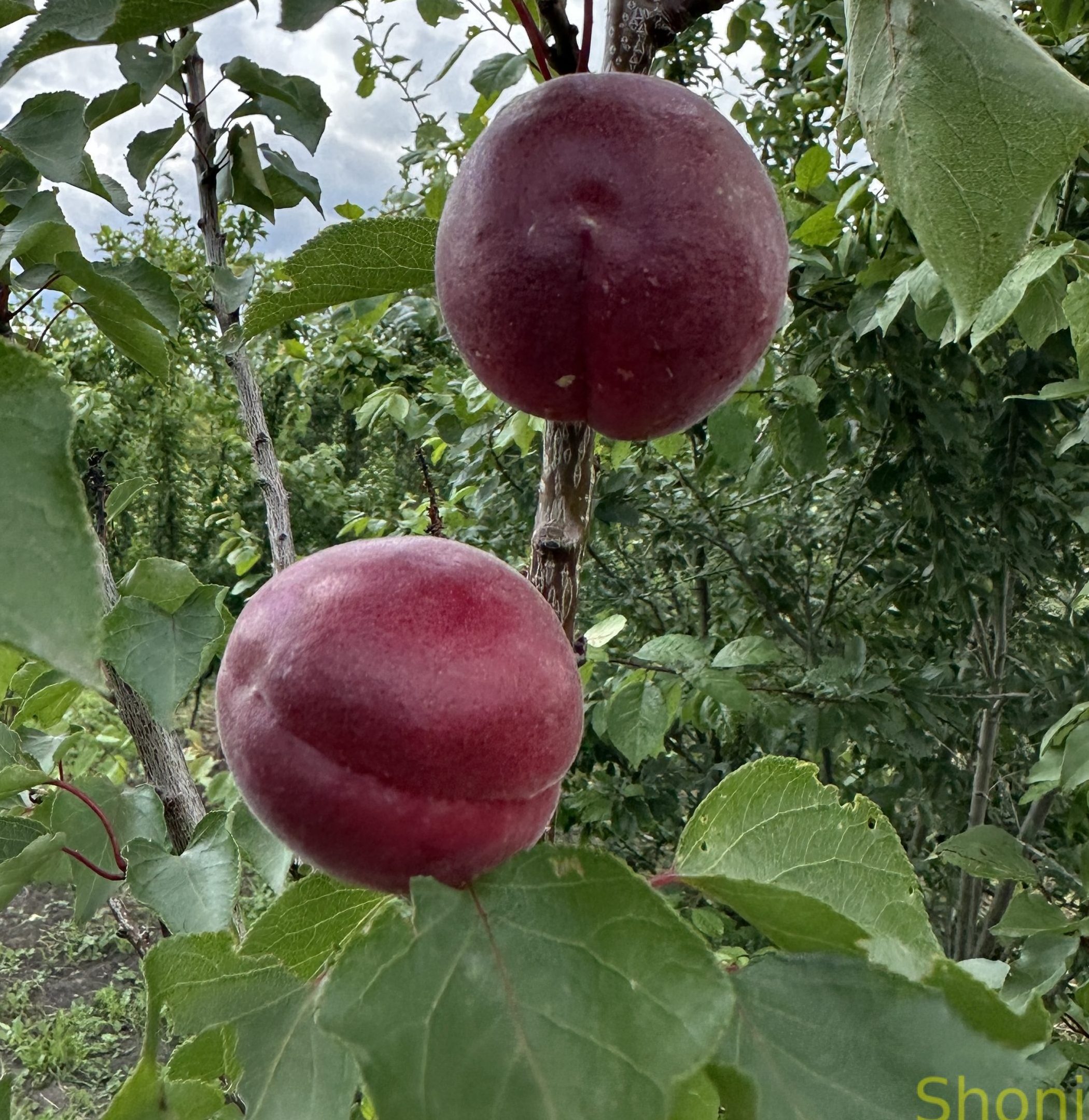 Рубіста (раннього терміну)