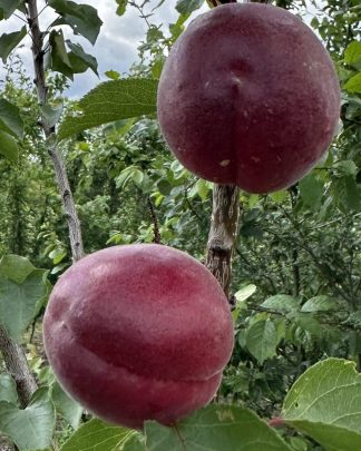 Рубіста (раннього терміну)