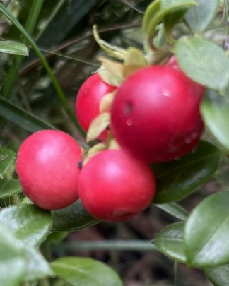 Брусниця «Руно Білявське»