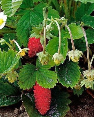 Суниця альпійська «Барон фон Солемахер»