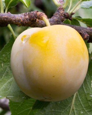 Ренклод д’Уллен (середнього терміну)