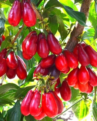 Володимирський