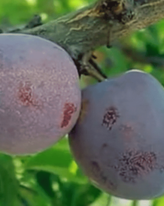 Нектакотум (гібрид нектарин х абрикоса х слива)