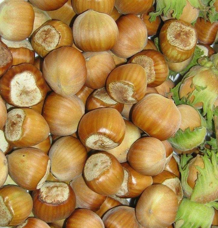 Каталонський