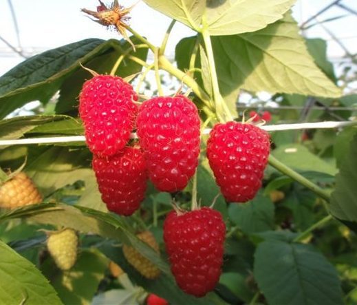 Аміра (рем.)