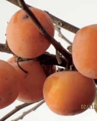 Хурма гібридна «Божий Дар»