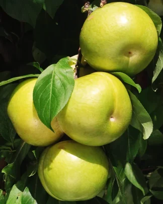 Флейвор Квін (плуот, пізнього терміну)