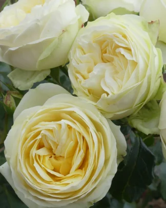 Веддінг Піано