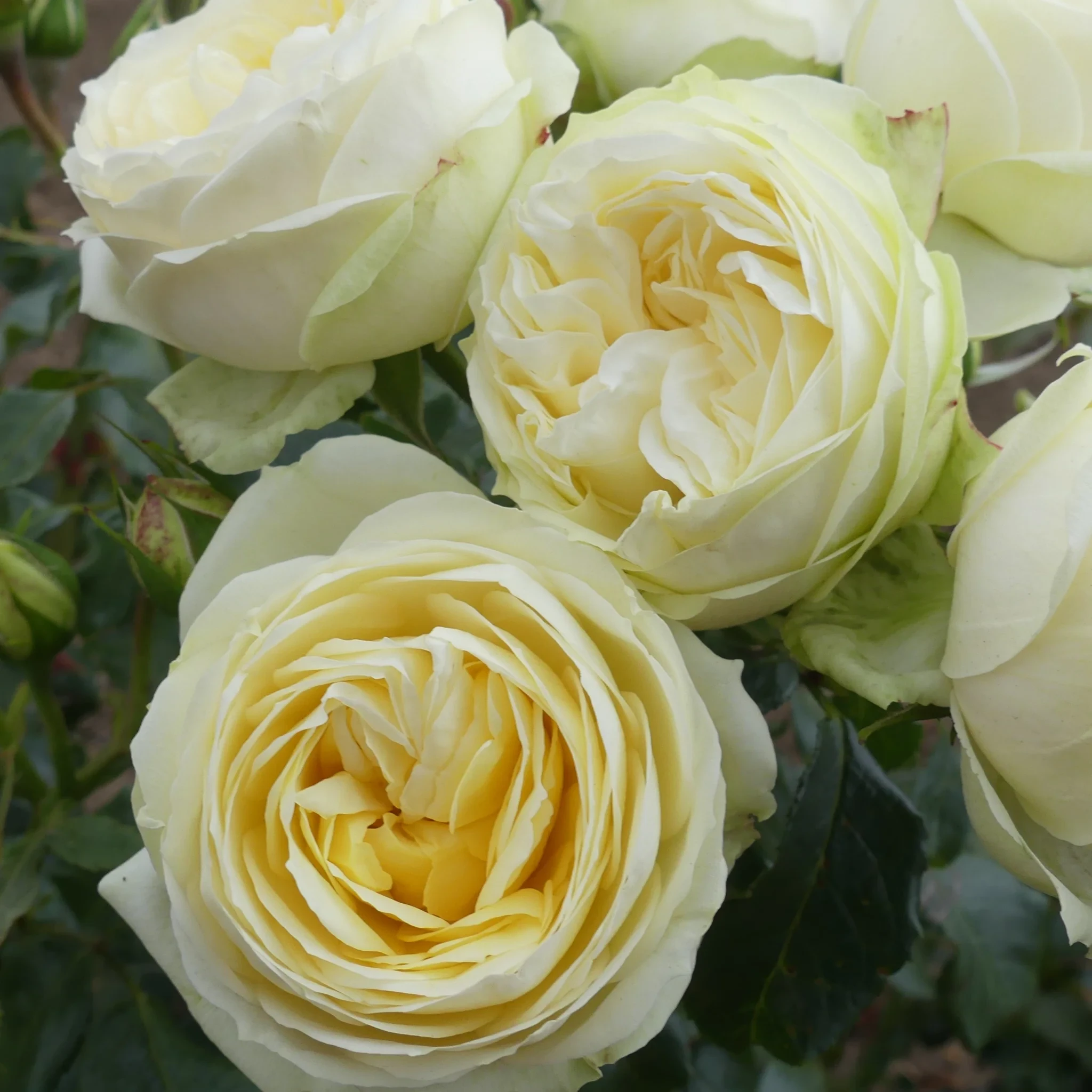 Веддінг Піано